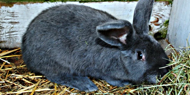 Moravian Blue Rabbits