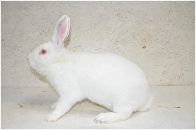 Popielno White Rabbits