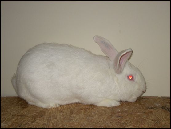 Pannon White Rabbit